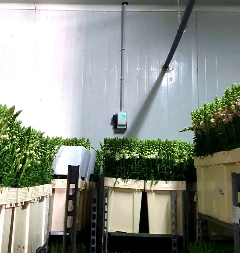 Sensor controlador de ozônio dentro de câmara de armazenamento de flores cortadas